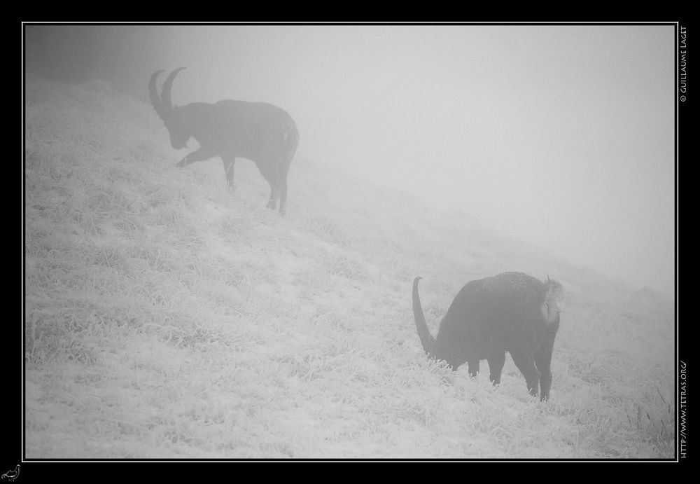 Dans le brouillard et sur une fine coucher de neige, 2 bouquetins mâles dont un qui broute et l'autre qui gratte la neige 