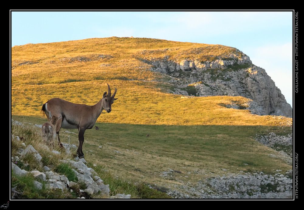 Sommet du mont Aiguille, mère bouquetin et jeune de l'année