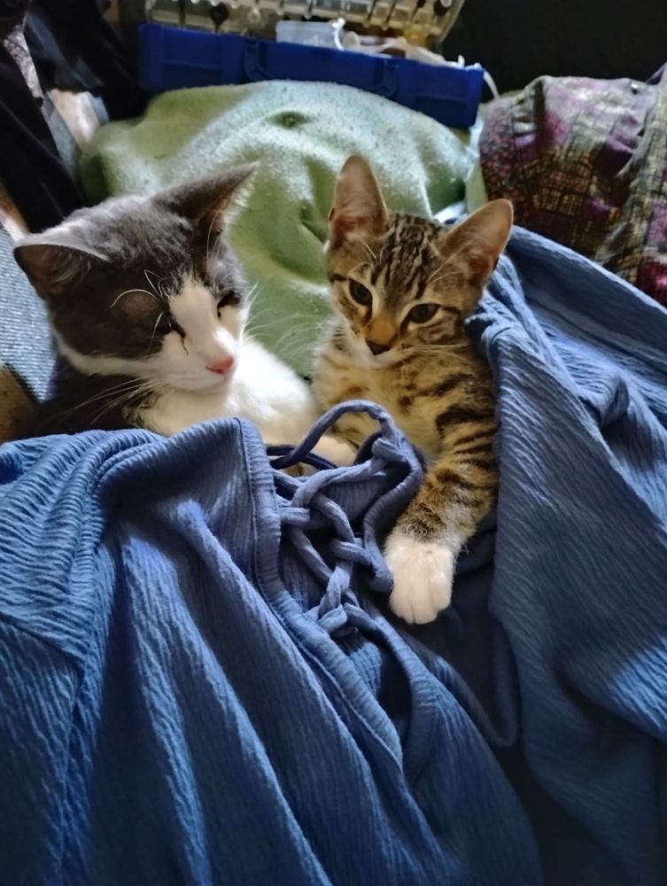 A picture of two cats snuggled under a blue blouse. On the left is a grey and white tuxedo cat, eyes half lidded as she is dozing off. On tje right is a brown tabby kitten, gazing towards the camera with one paw outstretched. 