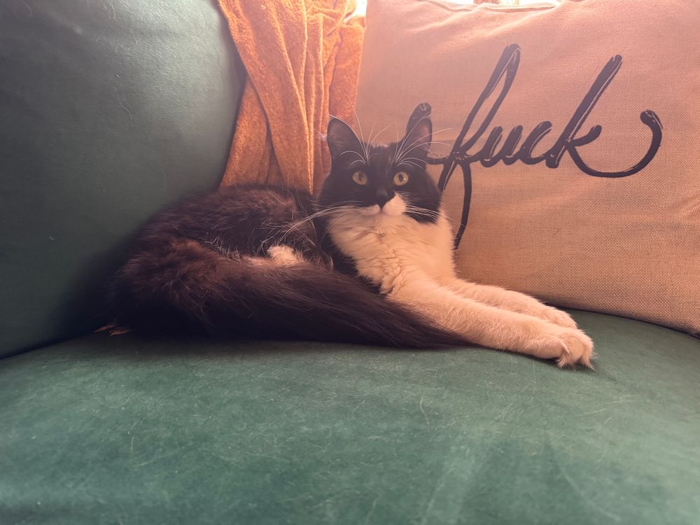 A fluffy black and white kitten lays calmly on a green couch in front of a beige textured pillow that says “fuck” on it in a script font
