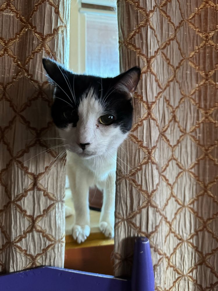 A black and white cat looks through ivory and cold patterned curtains at the viewer looking worried. The top of a purple chair is at the bottom of the image. 