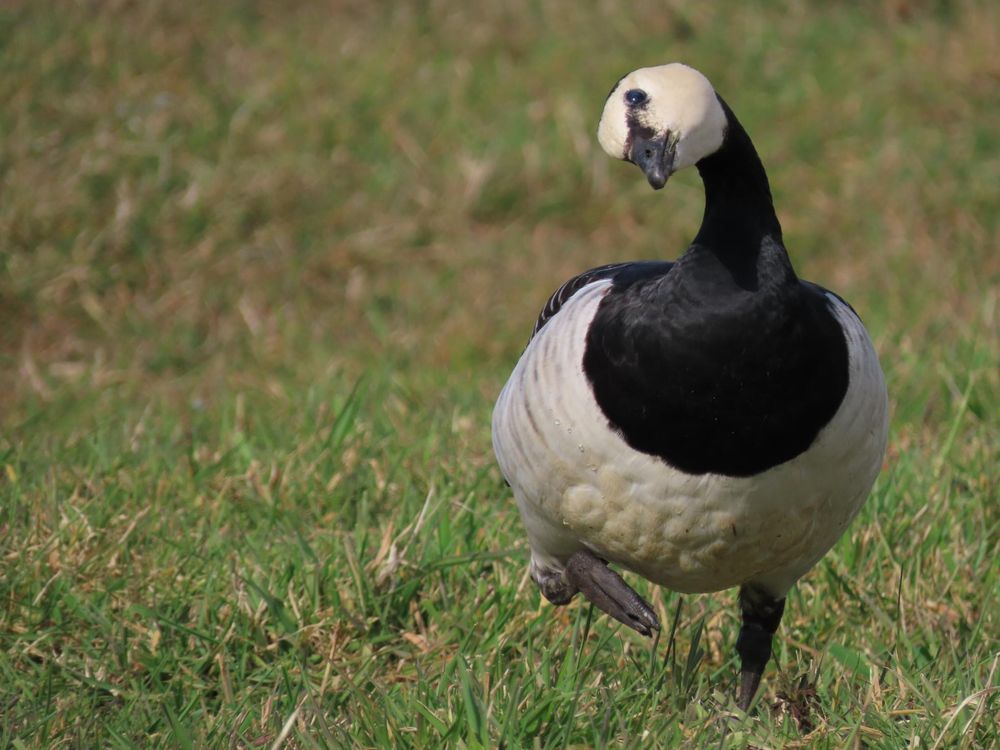 Brandgans met oriëntatieproblemen, een symptoom van hoogpathogene vogelgriep. Foto: Roy Slaterus