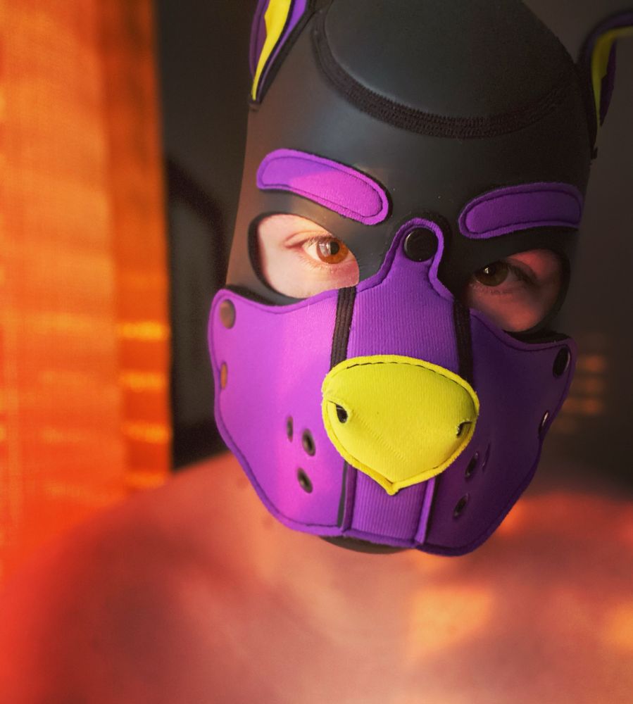 Purple dog basking in morning sunlight