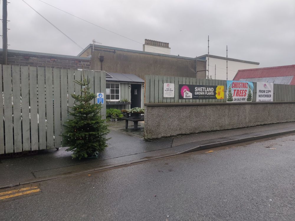A Christmas tree set up on the pavement outside Da Potting Sheds plant yard on Fort road, Lerwick, Shetland.
