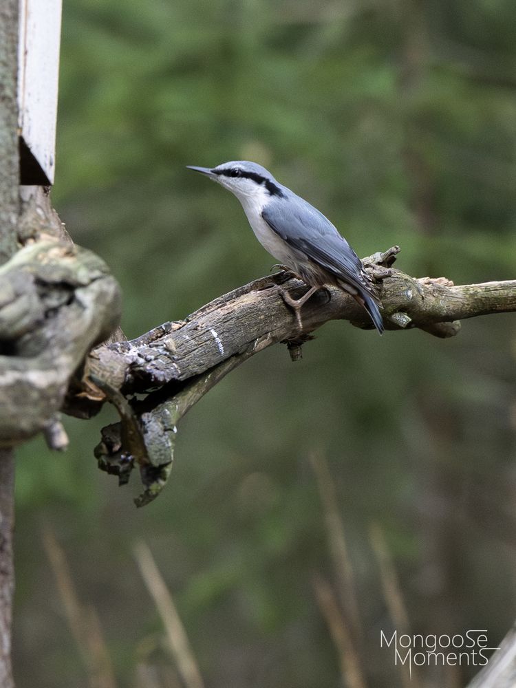 Photo of a Eurasian Nuthatch. Difficult bird to make a decent photo. They move very fast. It is sitting on a tree branch ready to fly away again.