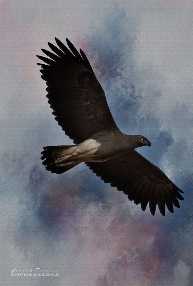 Fine art impression of an eagle in flight.