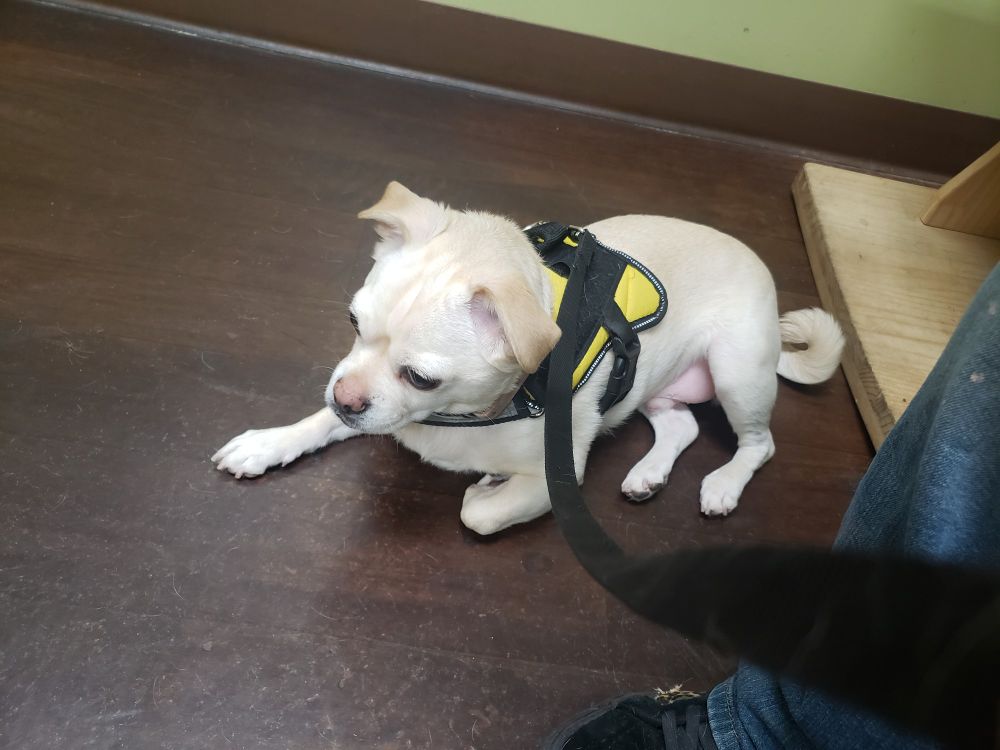Pug mix dog wearing a yellow vest laying down