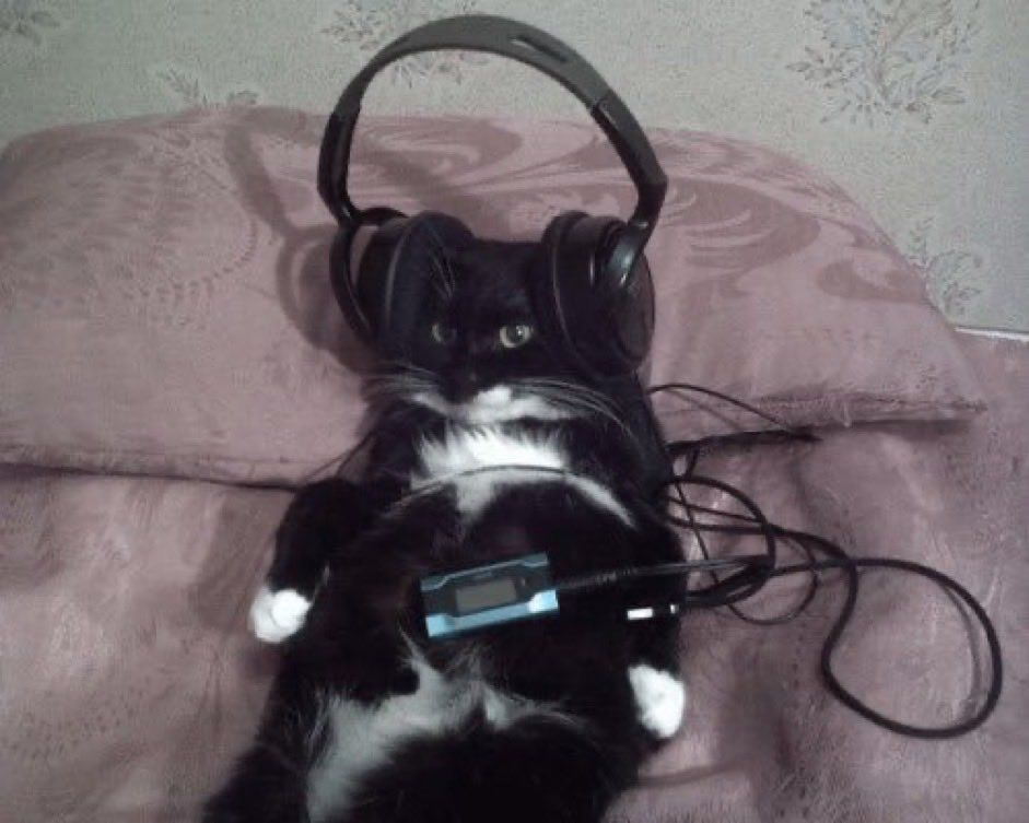 gatinho frajola usando um headphone