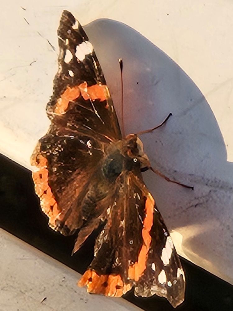 Ein (anscheinend) verletzter Schmetterling (Admiral) nimmt ein Sonnenbad. 