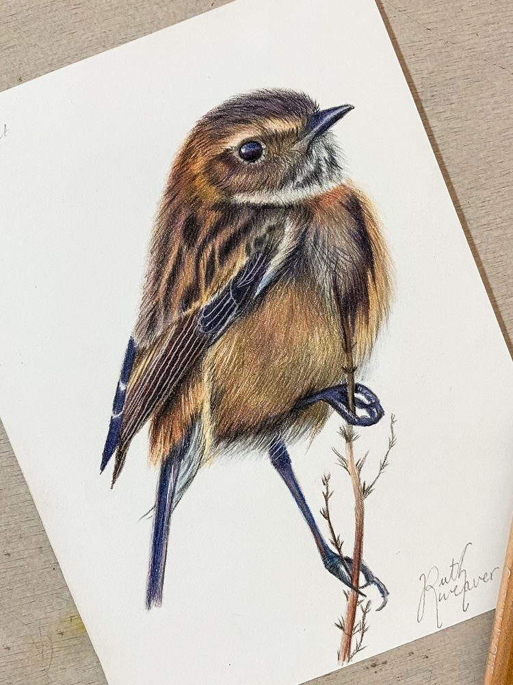 A female stonechat drawn in coloured pencil. Reference photo with kind permission from Paul Bennett