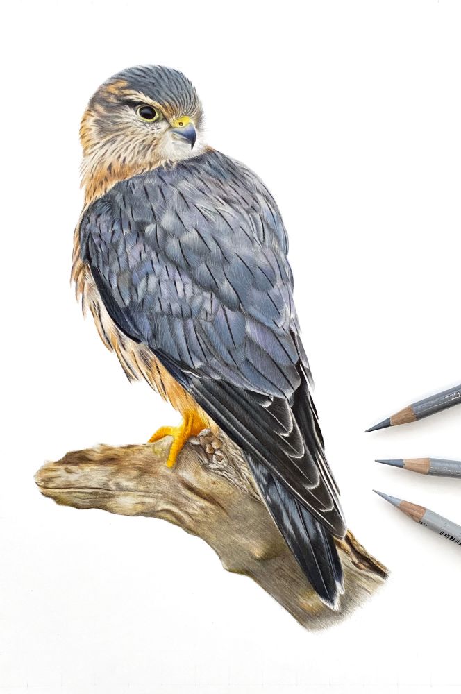 My coloured pencil drawing of a merlin