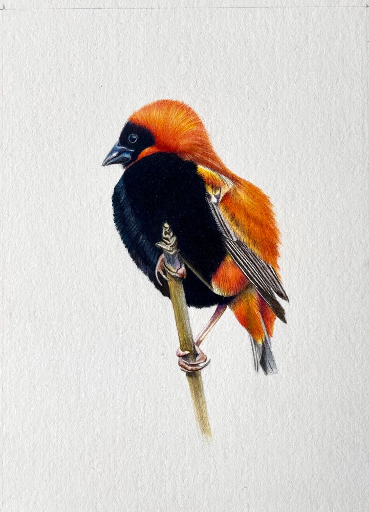 Drawing of a southern red bishop reference kindly provided by Paul Mason. Sold