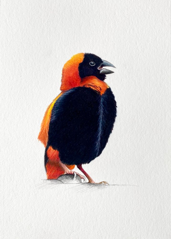 Drawing of a southern red bishop reference kindly provided by Paul Mason. Sold