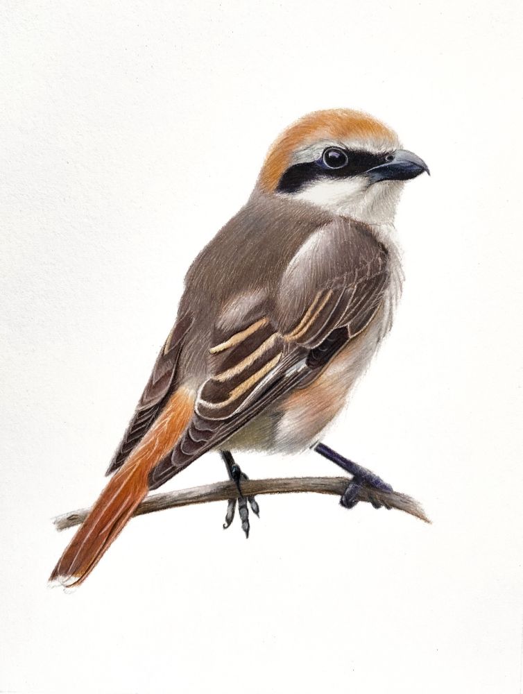 My drawing of the Bempton Cliffs Turkestan Shrike. Reference David Carr
