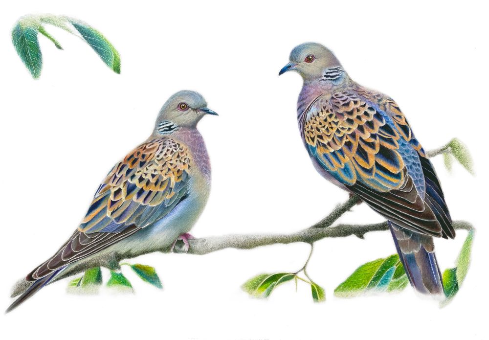 My coloured pencil drawing of two turtle doves. Reference photo from Richard Baines