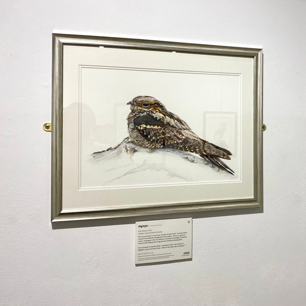 My nightjar drawing framed and on display at my solo exhibition at the Museum of Cannock Chase