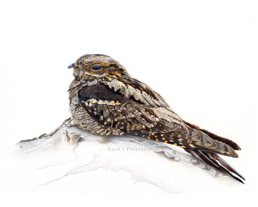 My coloured pencil drawing of a Nightjar. Reference photo with kind permission from Ian Cole