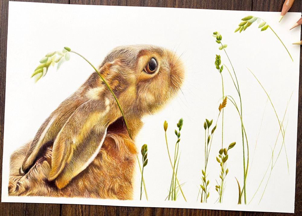 My drawing of a hare, titled talking to the moon, reference with very kind permission from Frances Crickmore 