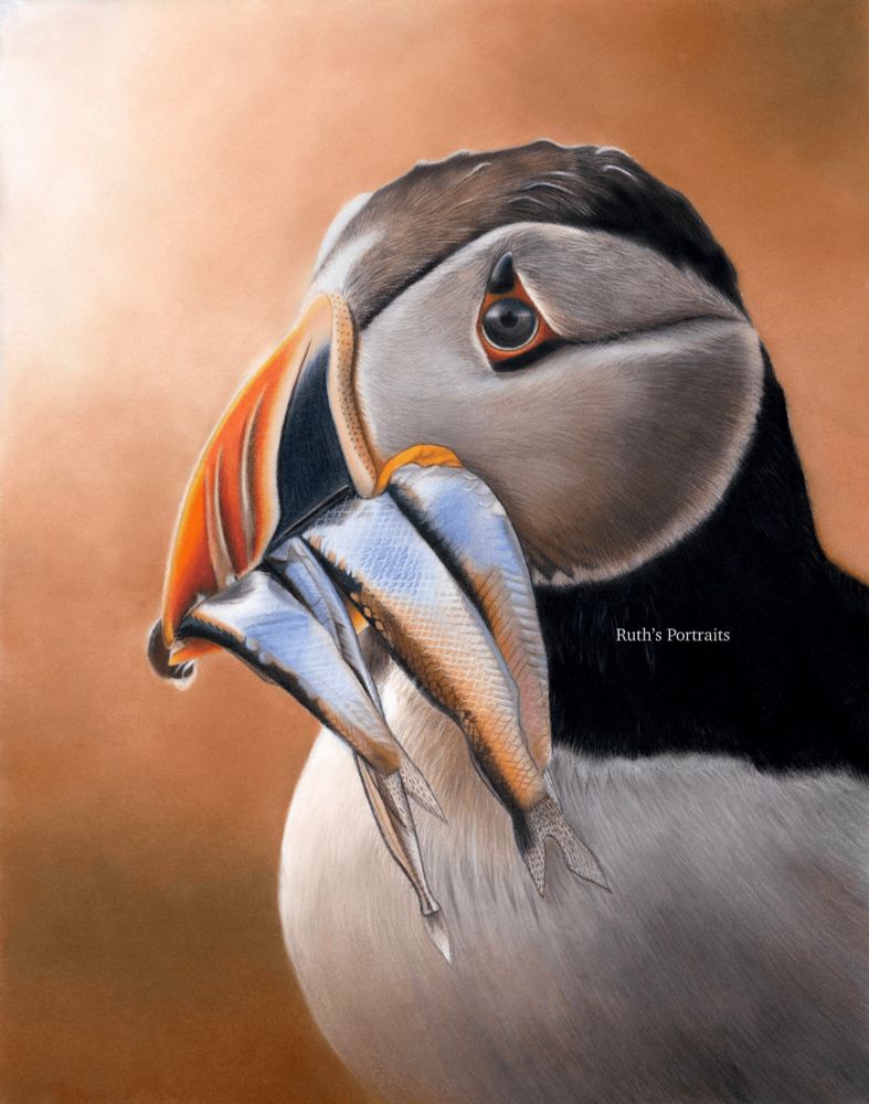 My drawing of an Atlantic puffin holiday fish 