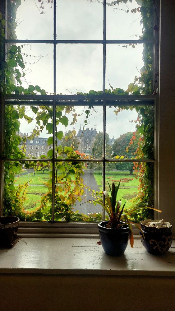 An old long window inside Maynooth South Campus. Two plants right front on a ledge and greenery, like indoor ivy around the inside of window. 