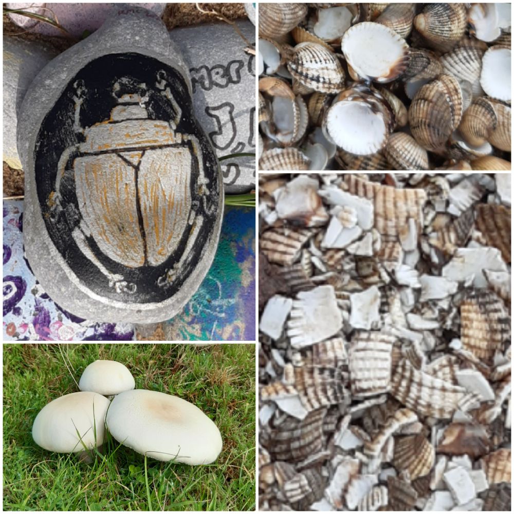 Photos of cockle shells, mushrooms and a beetle painted on a pebble