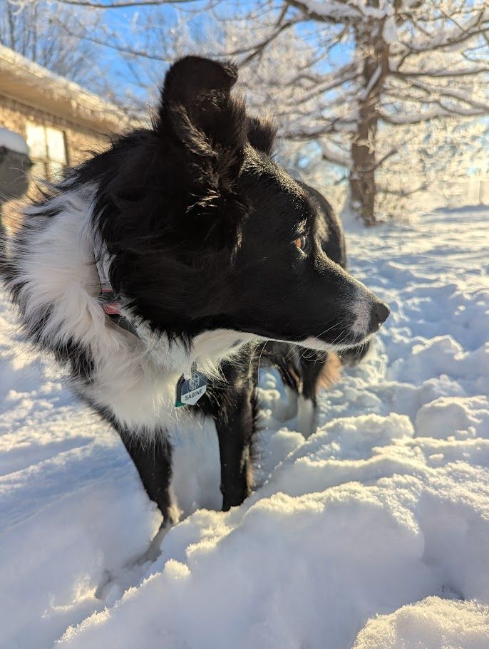 Border Collie staring at snow, house in the left background, tree in center