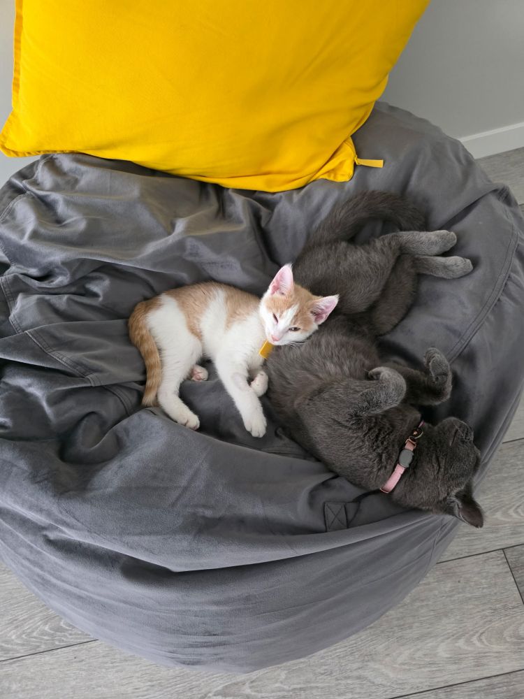 a small orange and white kitten curled up next to a larger grey cat on a beanbag
