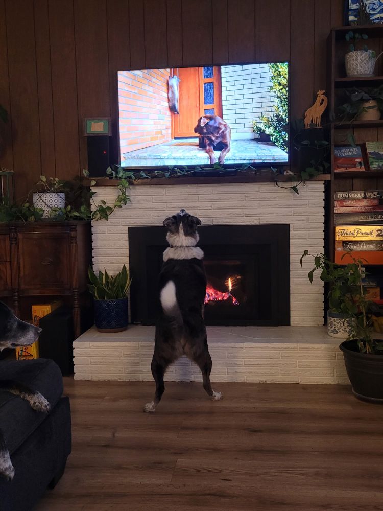 Dog looking excitedly at a dog and cat on a TV screen 