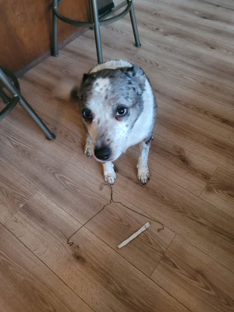 Destroyed clothes hanger with chewed cardboard tube near dog with shameful look on his face 