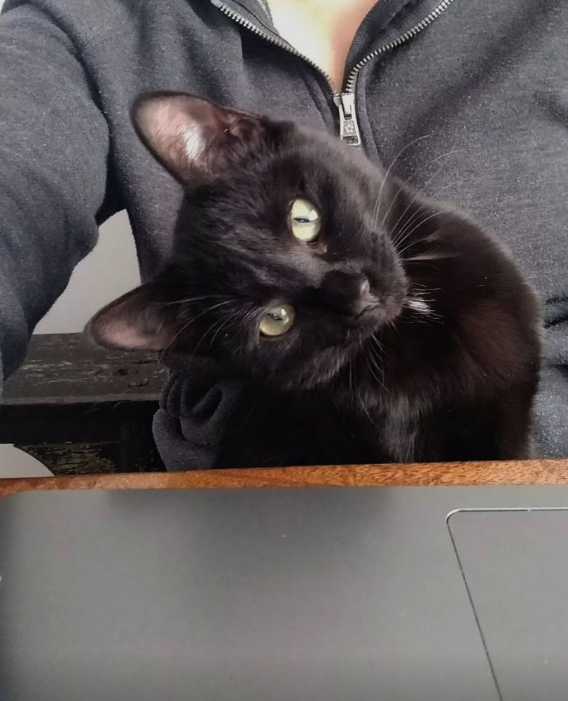 Black cat tilting its head staring at a laptop screen 