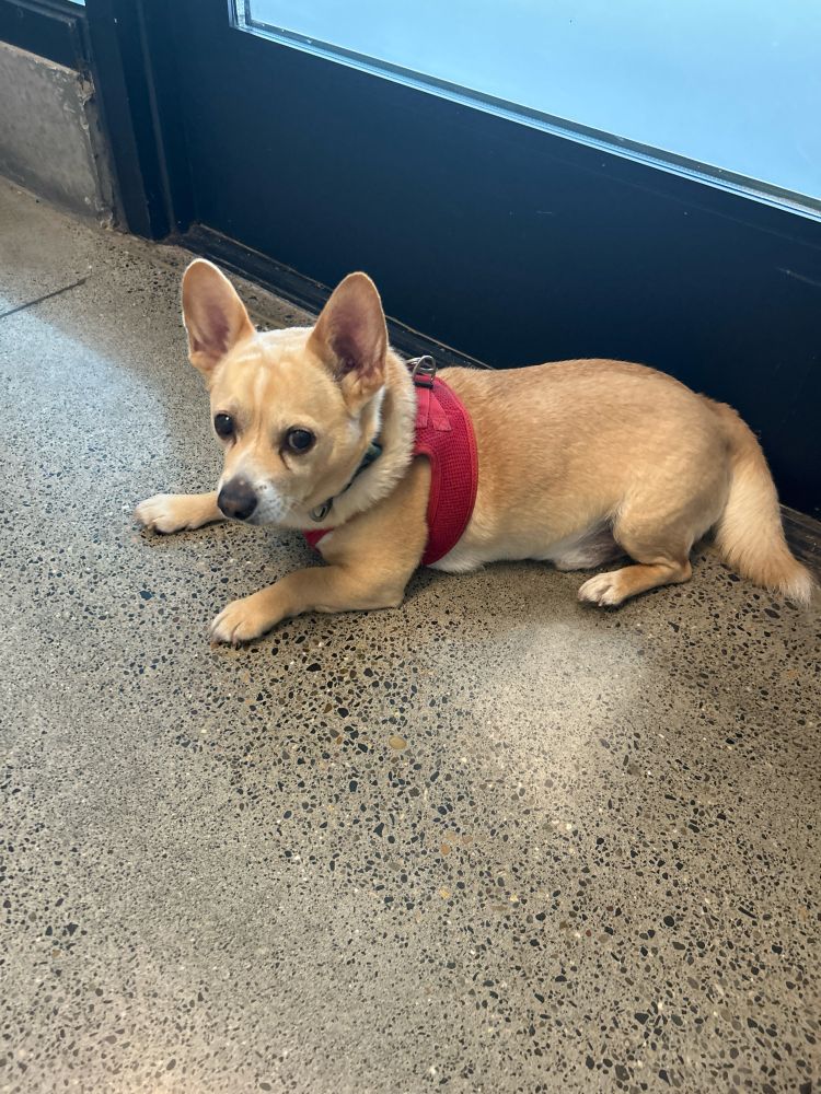 Chihuahua corgi dog in a red harness on a terrazzo floor
