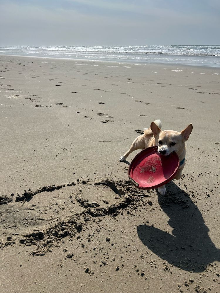 a small beige and cream corgi chihuahua dog with a giant red rubber frisbee in his jaws, having wrestled in out of the sand. He’s about to take off running. A sun-glinting ocean is in the background.