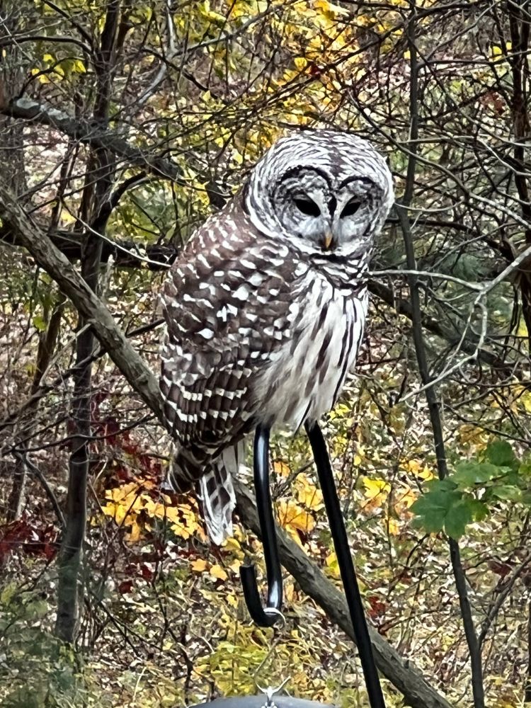 A big black and brown owl looking down