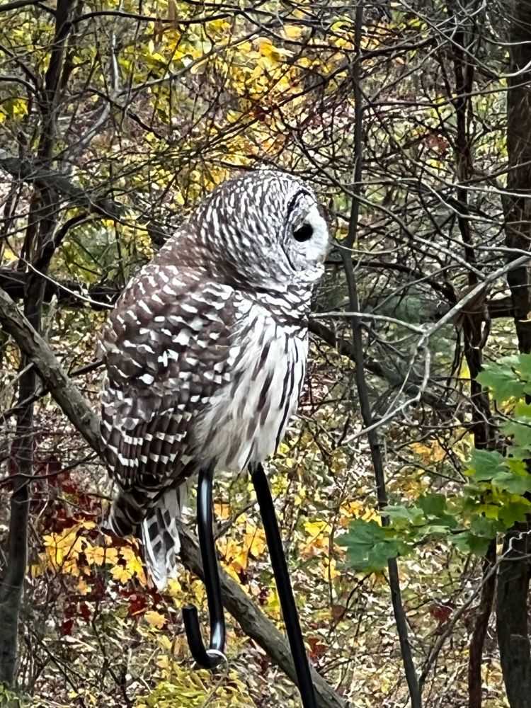 A big black and brown owl looking forward just thinkin' 'bout owl stuff 