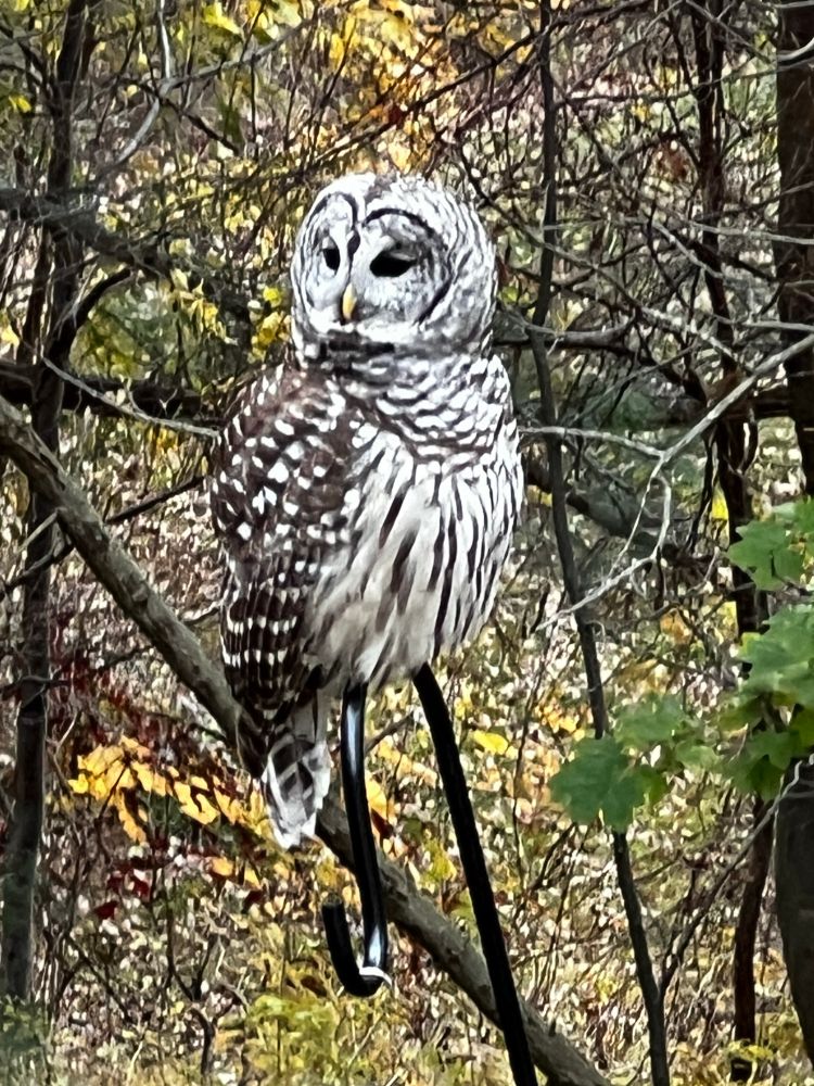 A big black and brown owl looking right 