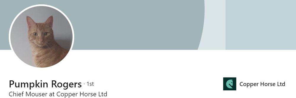 Pumpkin the (ginger) cat's linkedin profile and picture