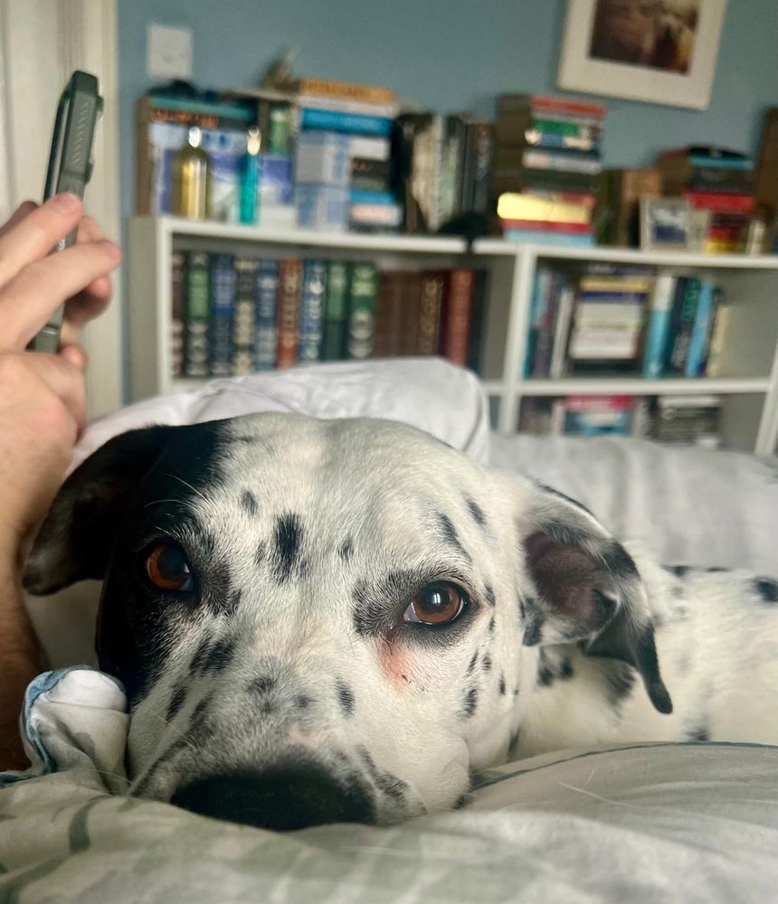 Extremely needy Dalmatian-cross dog lying very close to person taking photograph, who is trying to nap.
