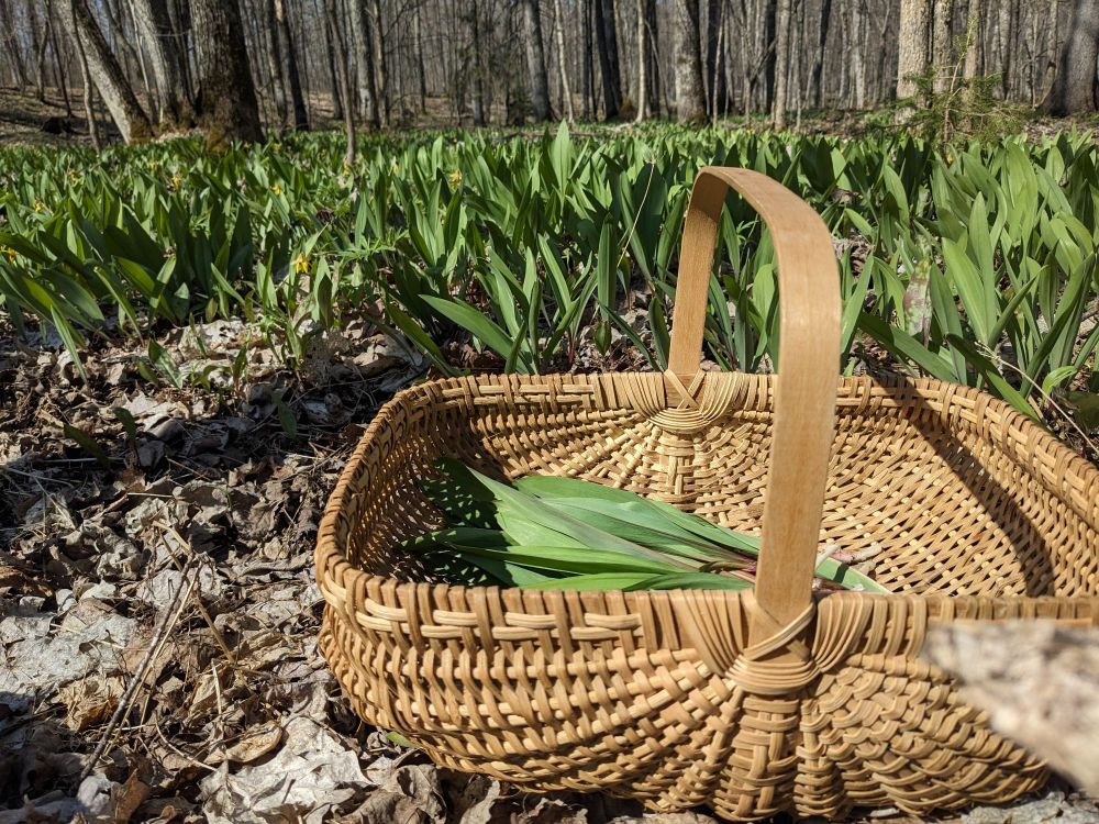A basket with ramps in it in front of a field of ramps