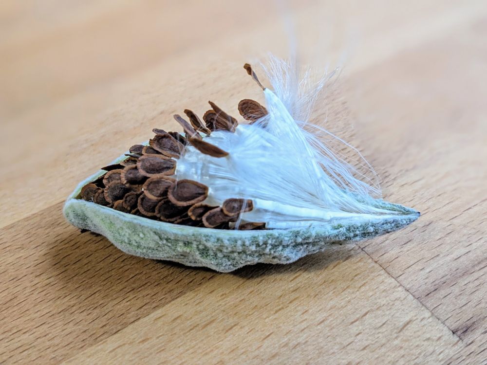 An open milkweed pod laying on a table. The pod holds small brown seeds attached to a silky white fiber.