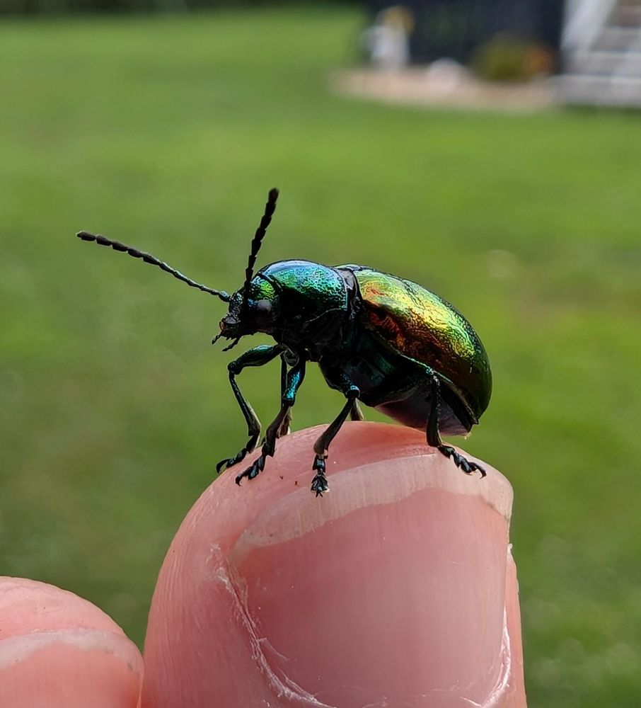 A metallic green beetle looking left. It is inquisitive and checking the air while deciding if it wants to fly or not.