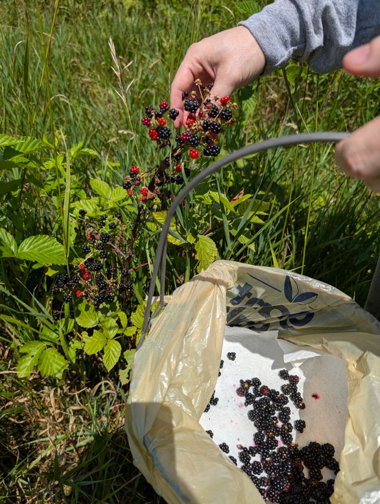 Picking blackberries from a ripe branch. A basket of already collected blackberries is in the foreground.