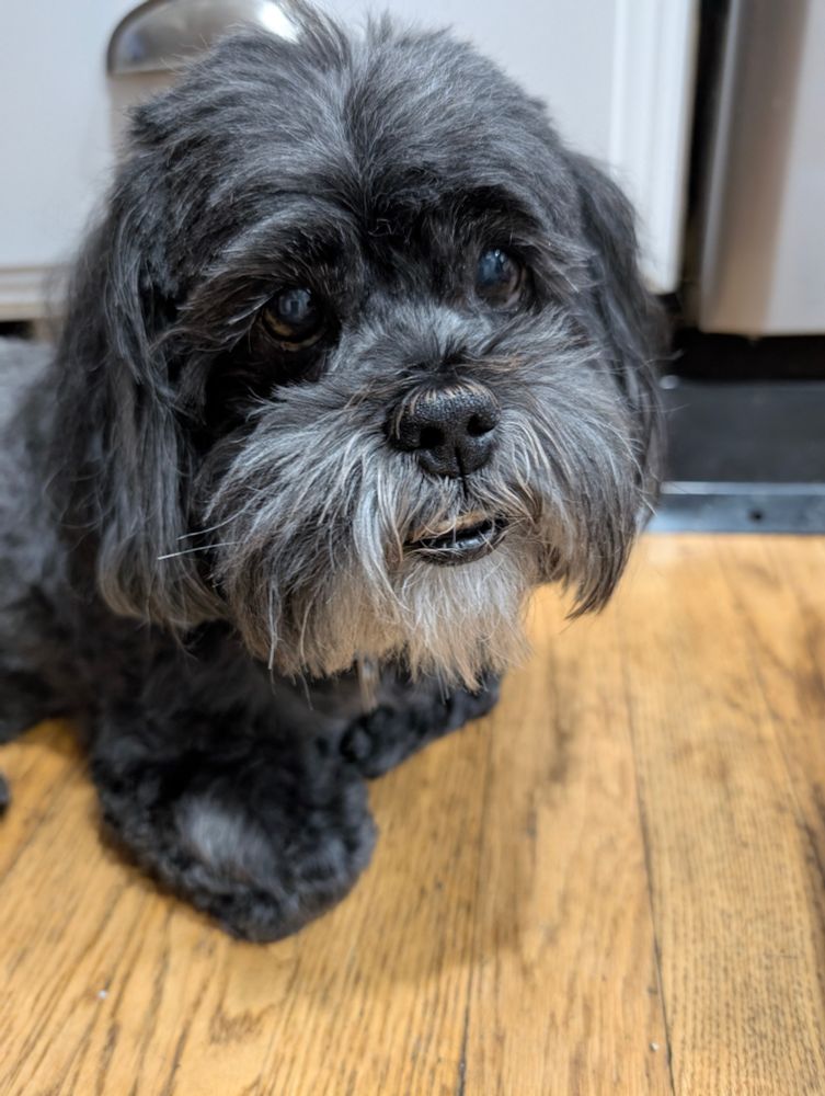 A gray Shih Tzu laying on the ground with his paws tucked under him, giving the most soul destroying look possible to the person just beyond the camera