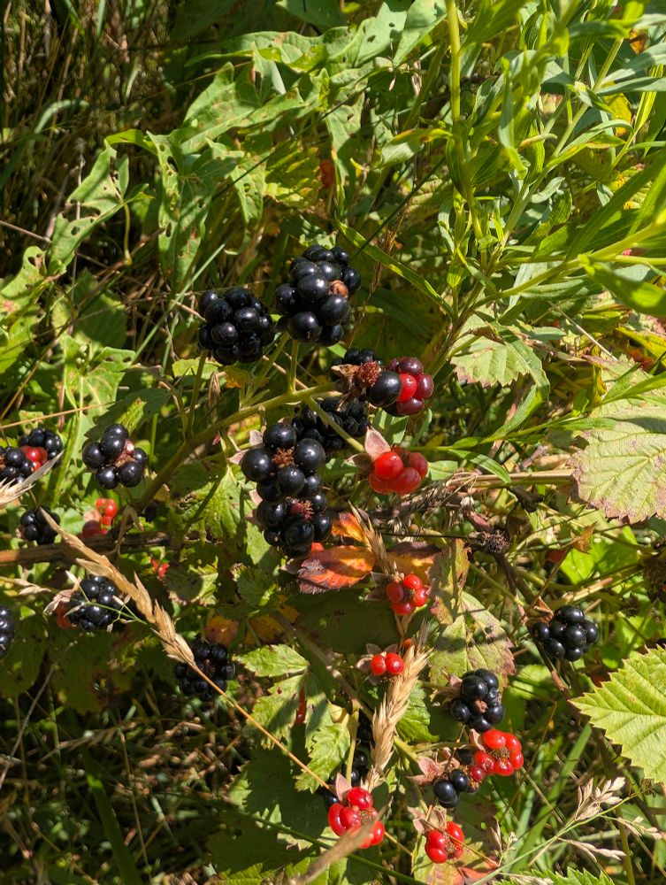 A blackberry bush. Most of the berries are ripe.