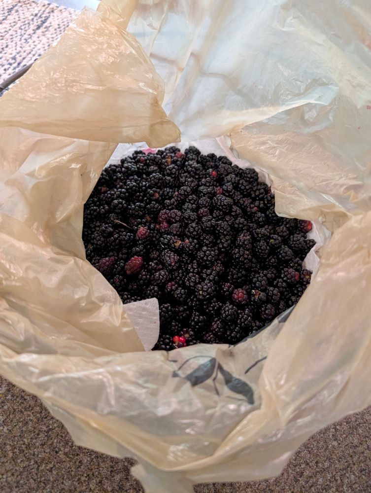The full blackberry harvest (for now)