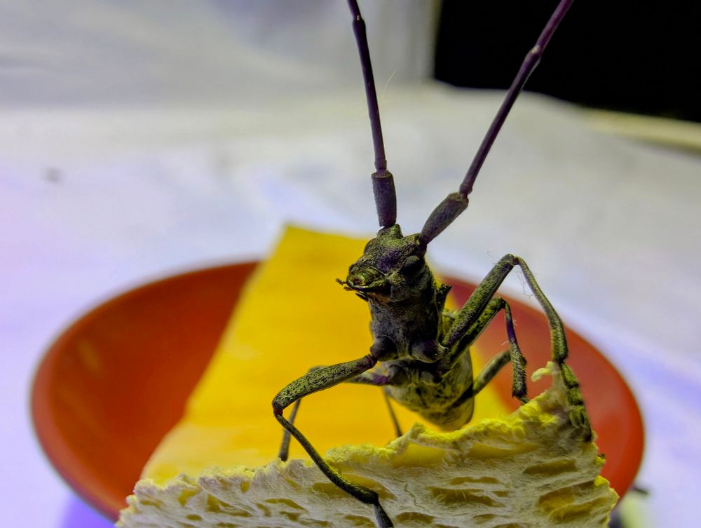 A longhorn beetle looking inquisitively at the cell phone camera being shoved in its face