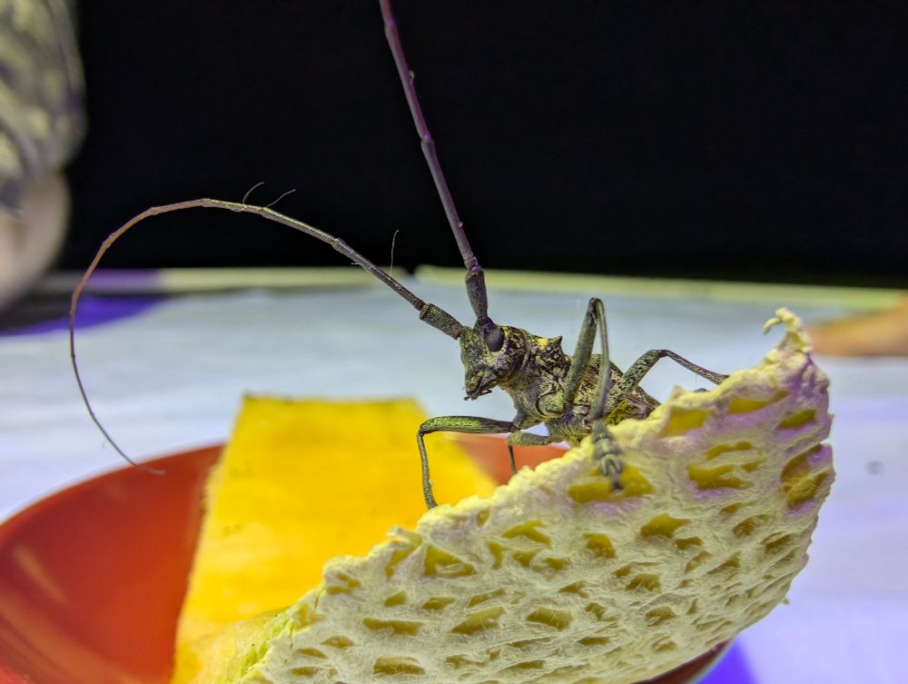A longhorn beetle on a melon rind, ready to check what the humans are doing with their lights 