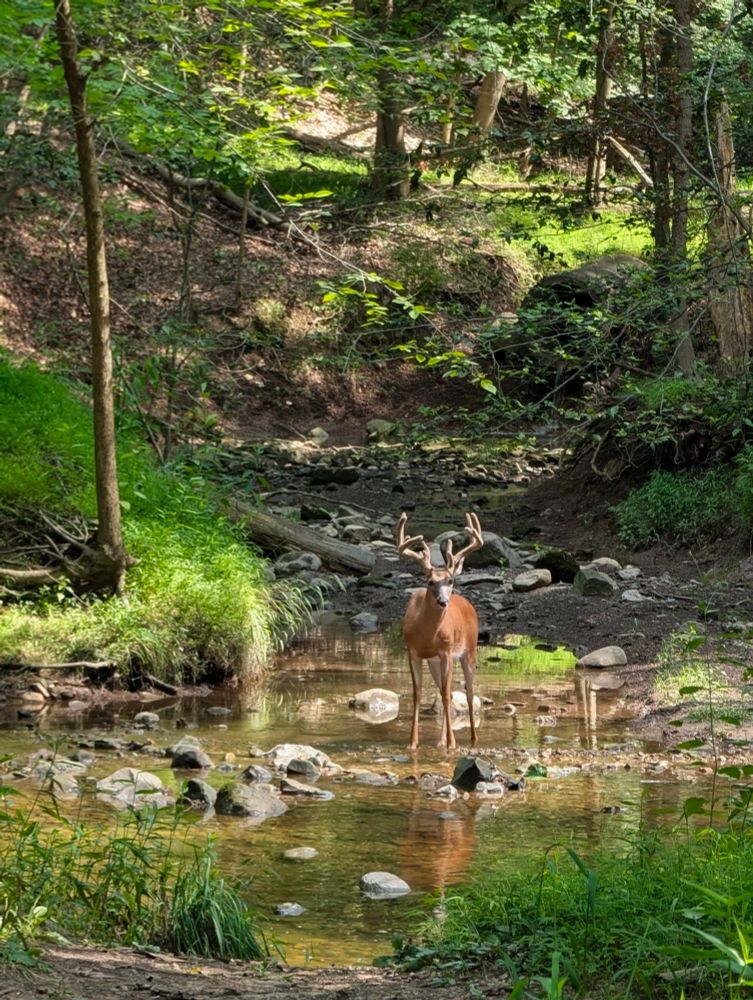 A deer standing in a creek, looking majestic as hell