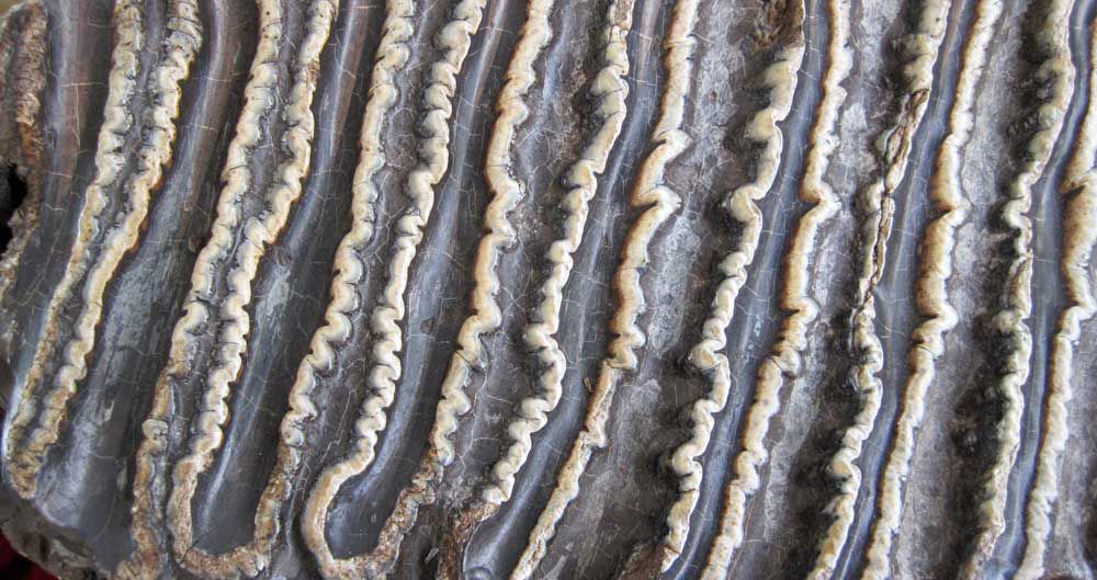 Close up view of ridges of enamel on the occlusal surface of a mammoth's molar. Image: St John CC-BY