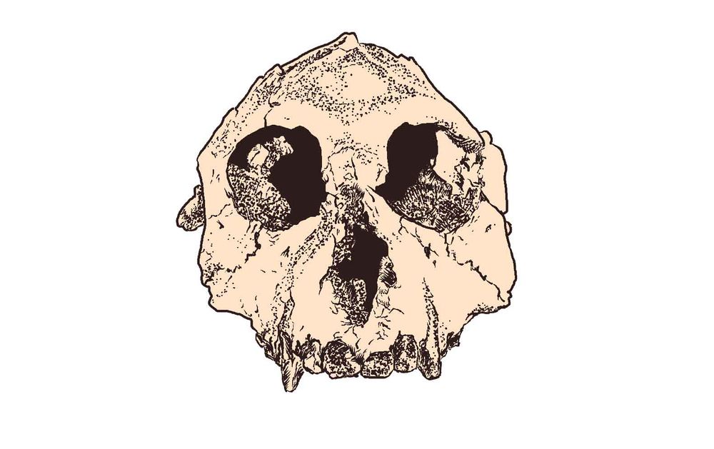 A black and white line drawing of a skull of a small primate viewed from the front