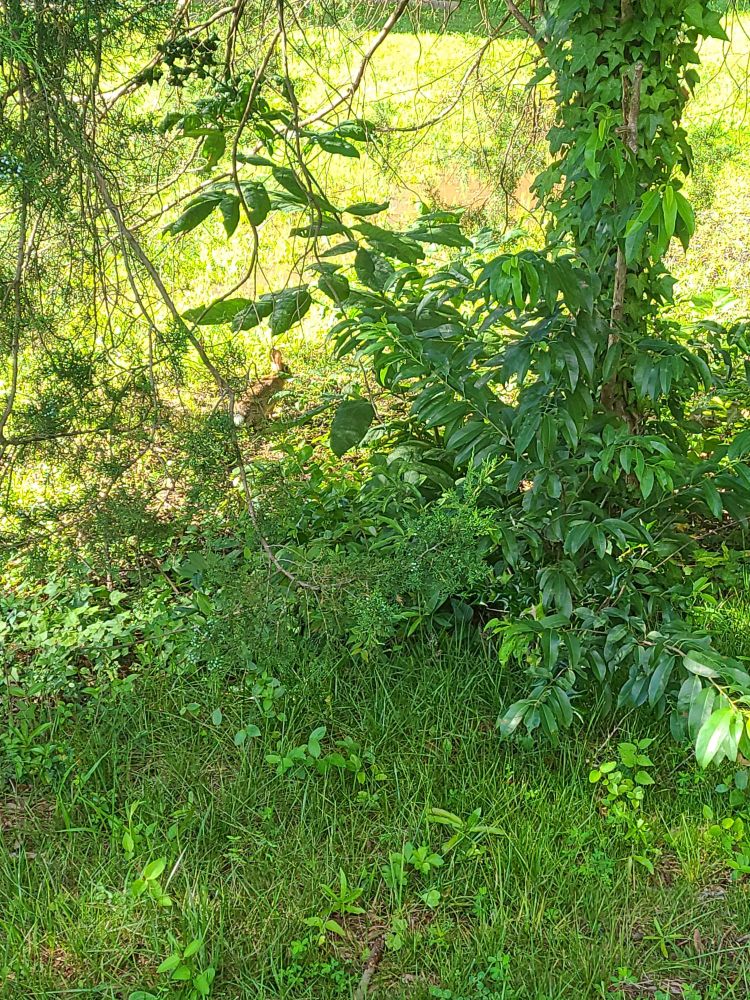 A rabbit in the shade of a vine covered tree